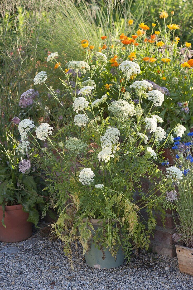 Topfgruppe auf Kiesterrasse : Daucus carota (blühende Möhre)