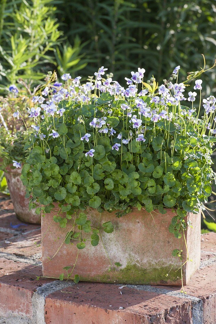 Viola hederacea (Australisches Veilchen)