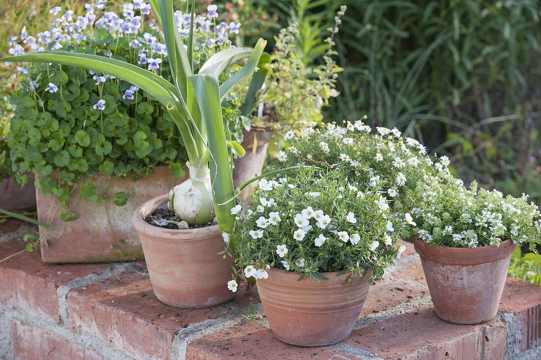 Scilla maritima (Sea bulb), Arenaria montana (Mountain sandwort)