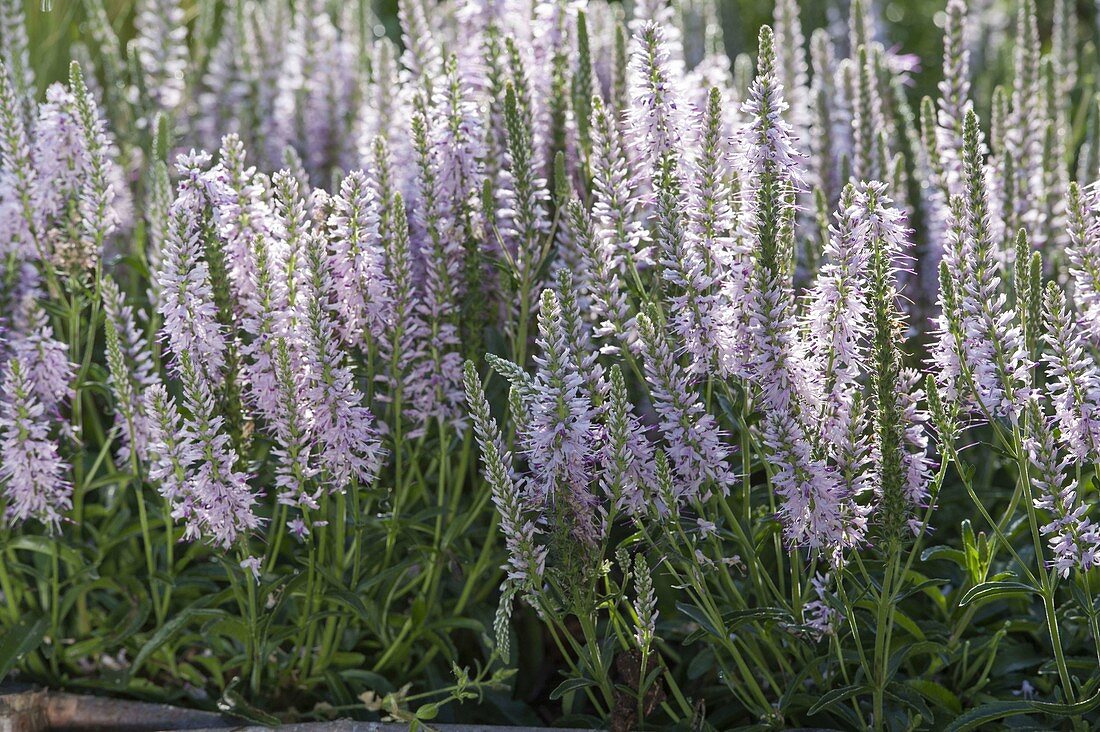 Veronica spicata 'Heidekind' (Ehrenpreis)