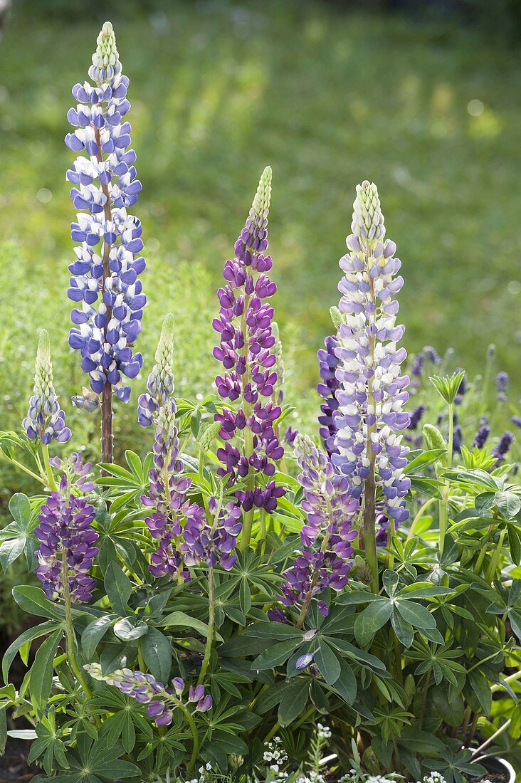 Lupinus polyphyllus 'Kastellan' blau-weiss , 'Gallery Blue' violett (Lupinen)