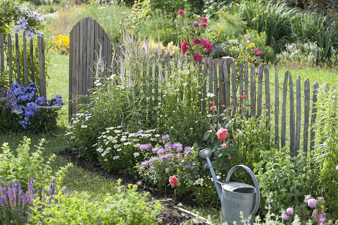 Summer bed with perennials and roses at the fence
