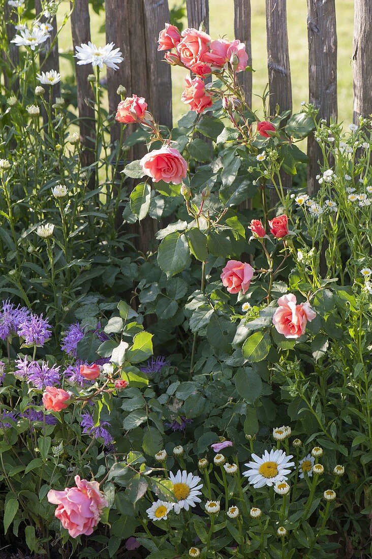 Rosa 'Schloss Bad Homburg' at the fence, often flowering