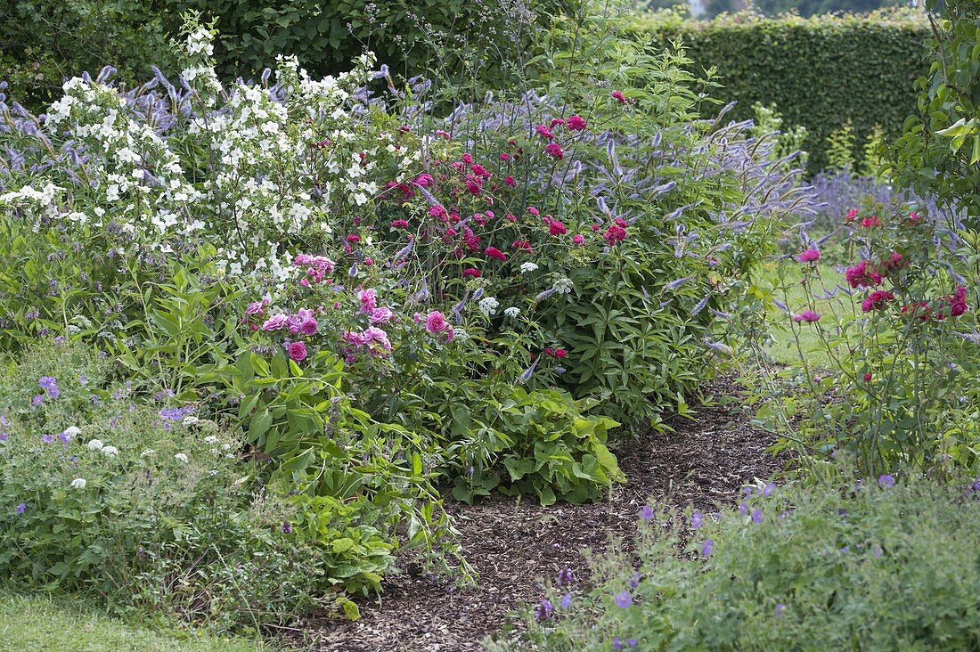 Philadelphus 'Belle Etoile', Veronicastrum