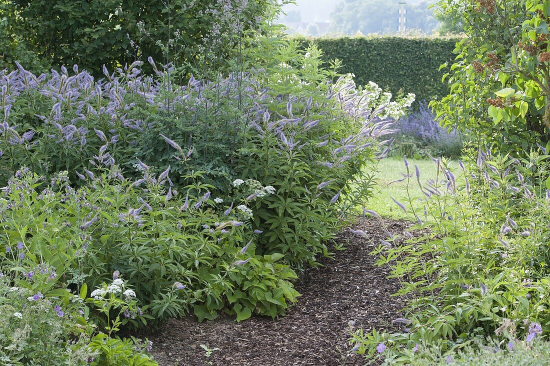 Veronicastrum virginicum syn. Veronica virginica (Arzneiehrenpreis)