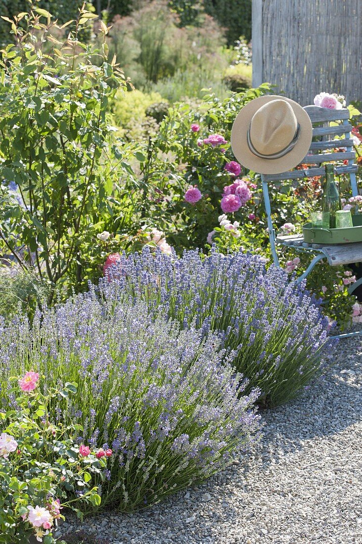 Patio at the bed with Rosa and Lavandula angustifolia 'Folgate'