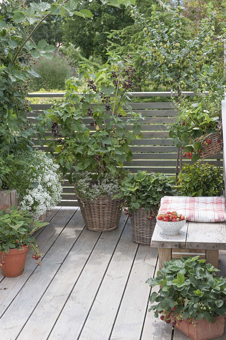 Berry balcony with blackcurrant, strawberries