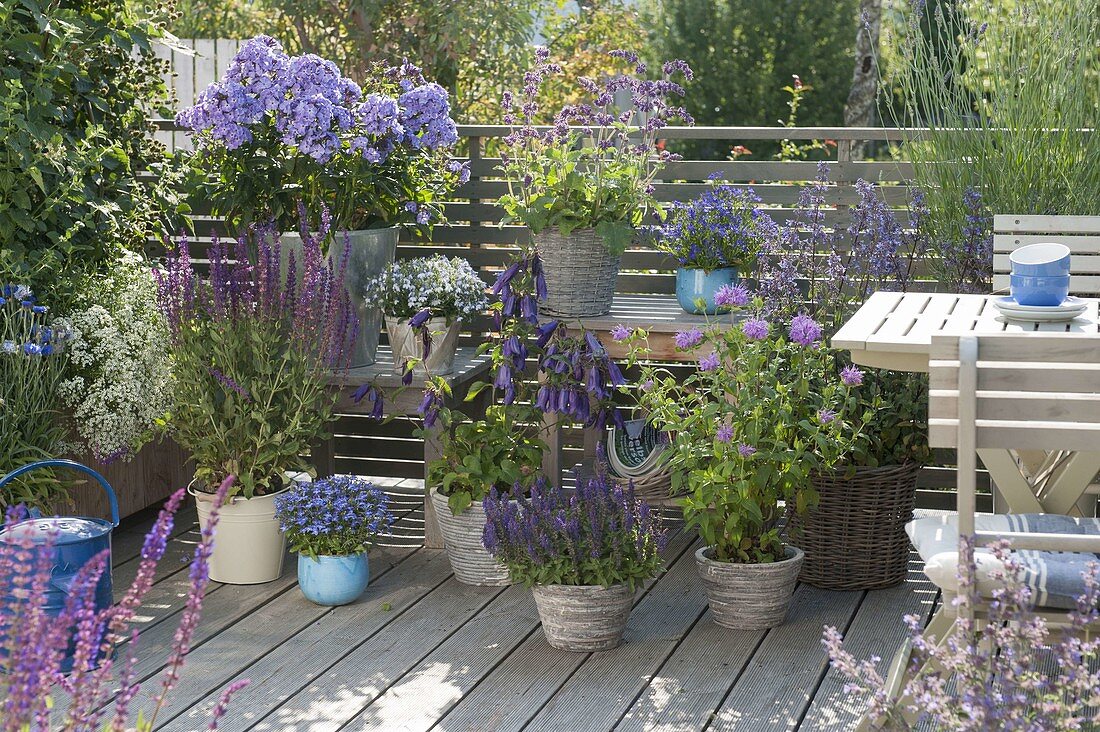 Blue Perennial Balcony with Phlox paniculata 'Violetta Gloriosa'