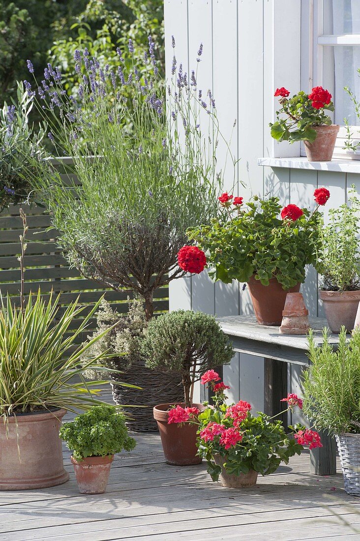 Mediterranean balcony with lavender, stem (Lavandula)