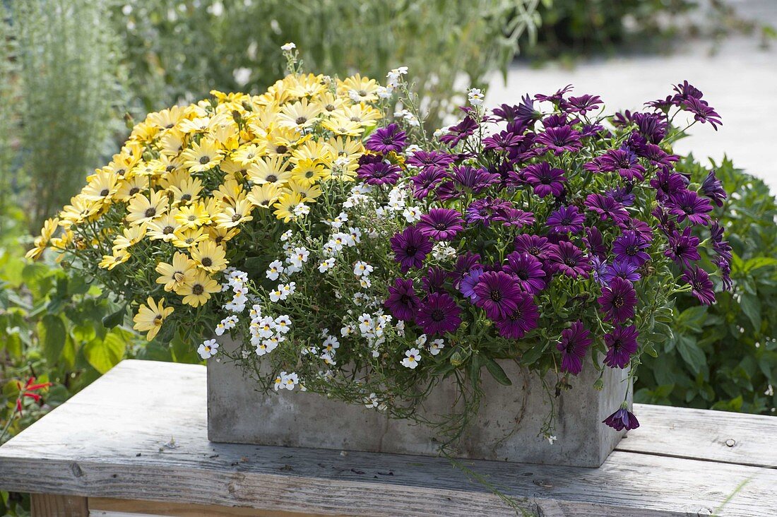 Osteospermum 'Banana Symphonie' 'Magenta' (Kapkörbchen) mit Nemesia