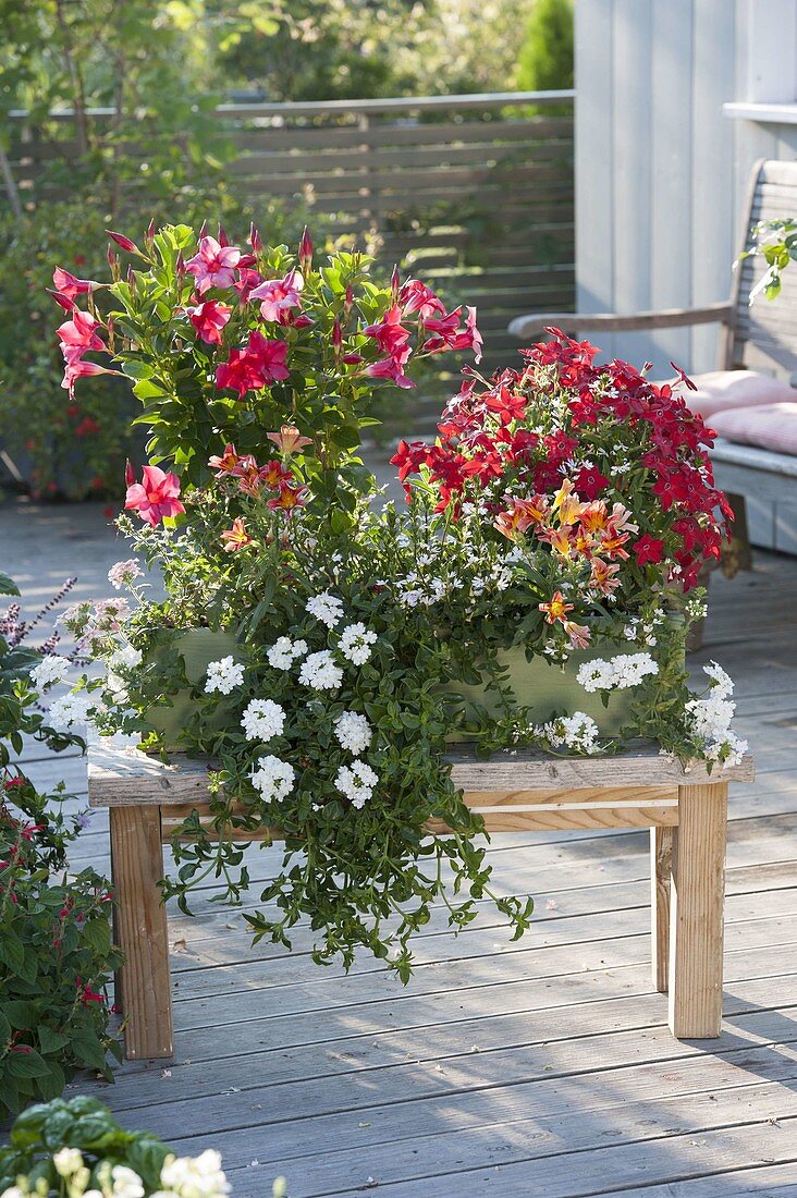 Mandevilla 'Rio Red', Nicotiana Tuxedo 'Red'