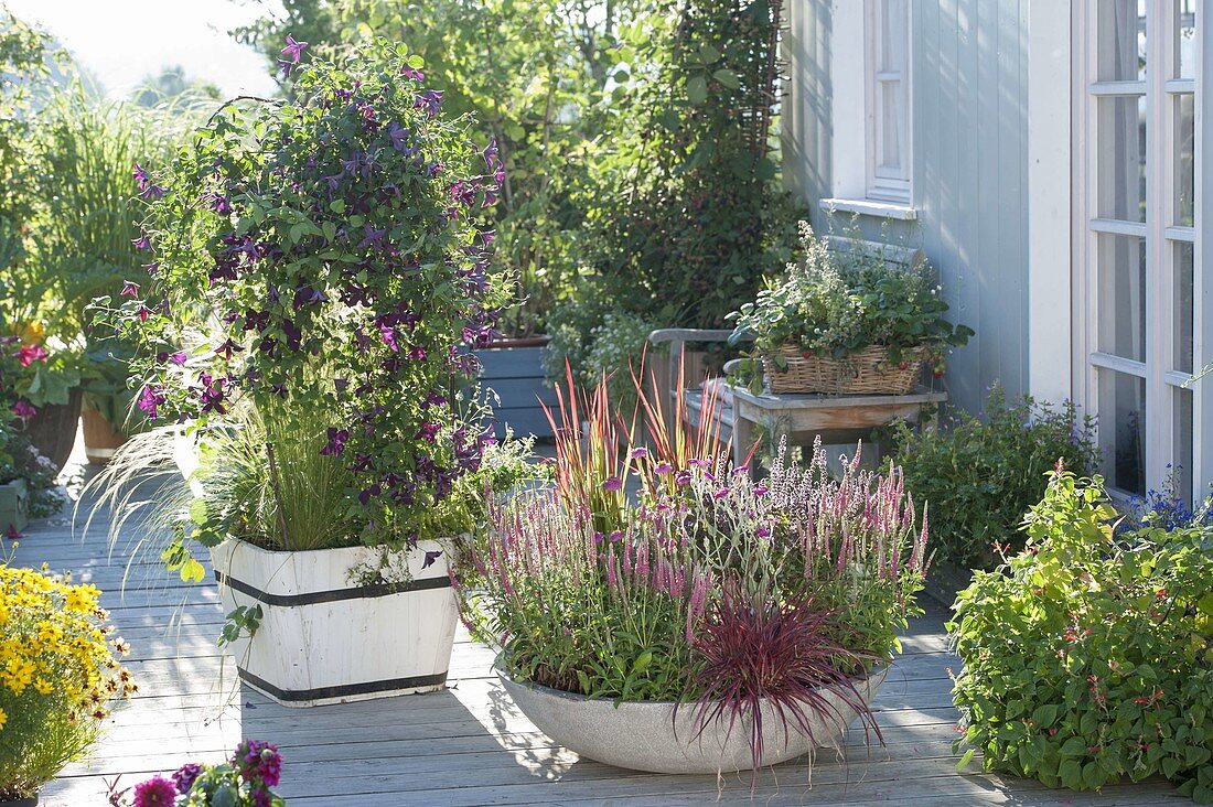 Graue Schale mit Veronica spicata 'Rotfuchs' (Rosaroter Ehrenpreis)