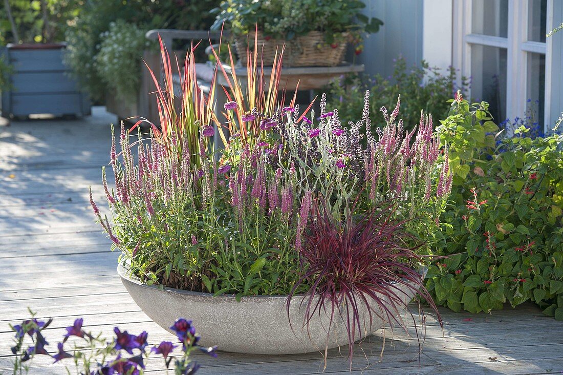 Gray bowl with Veronica spicata 'Rotfuchs'