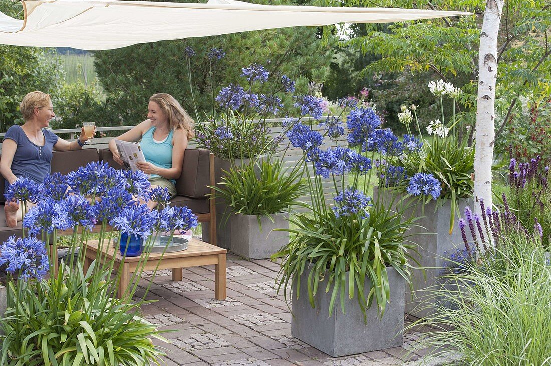 Mit Sonnensegel schattierte Terrasse, Kübel mit Agapanthus (Schmucklilien)