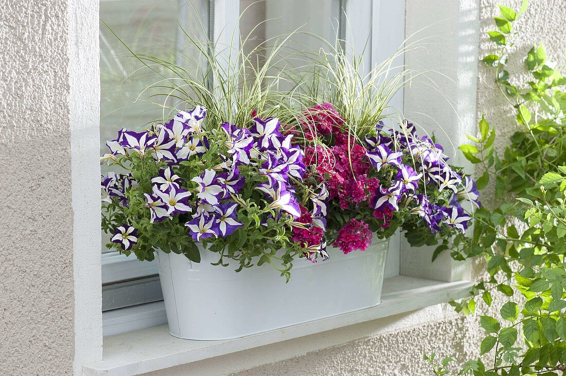 Balcony box at the window with Petunia 'Crazytunia Starlight Blue'