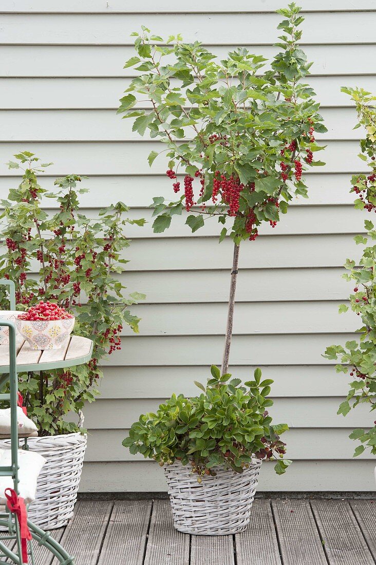 Beerenbalkon mit roten Johannisbeeren … – Bild kaufen – 12191795 ❘  Gartenbildagentur Friedrich Strauss