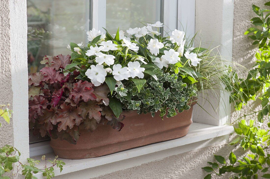 Terracotta box with Impatiens New Guinea, Euonymus