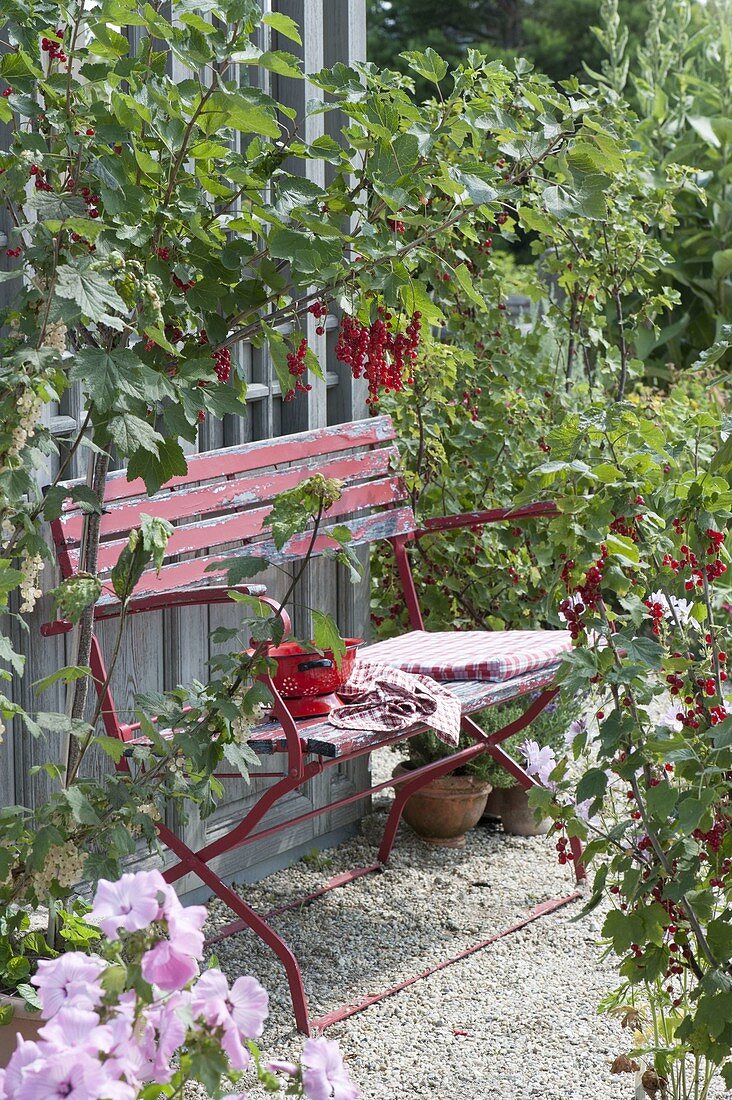 Bench between red currants on gravel terrace