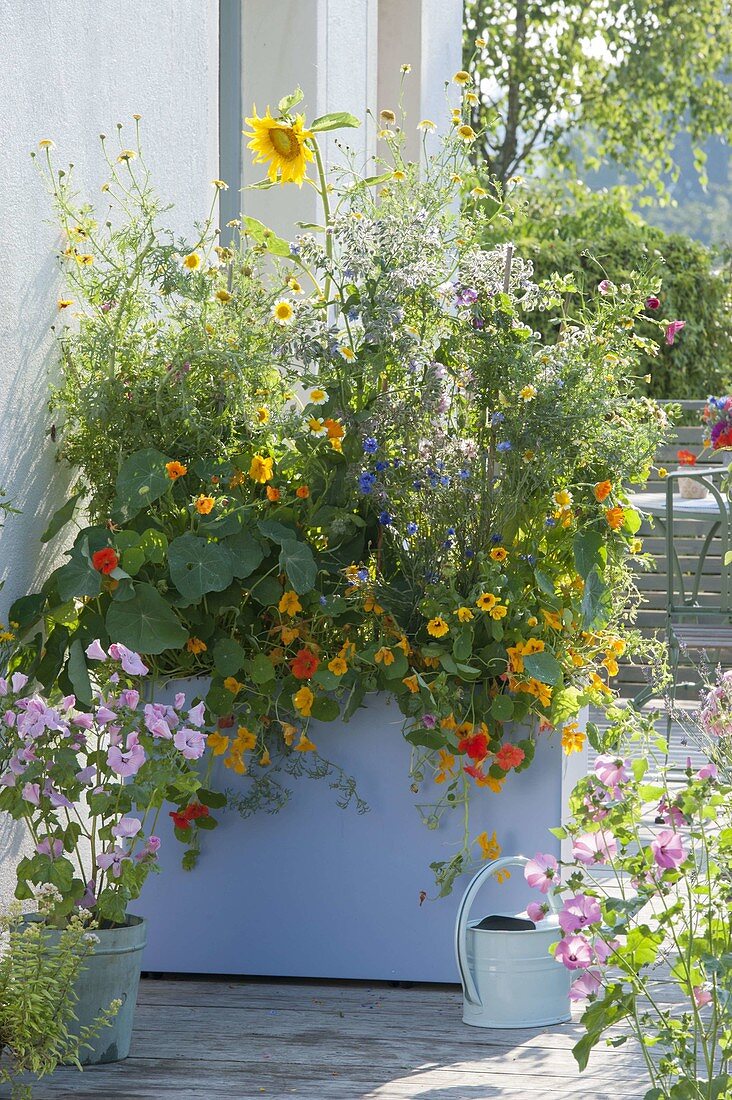 High plastic box with edible flowers for privacy