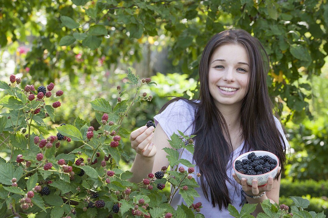 Junge Frau pflückt Brombeeren (Rubus fruticosus)