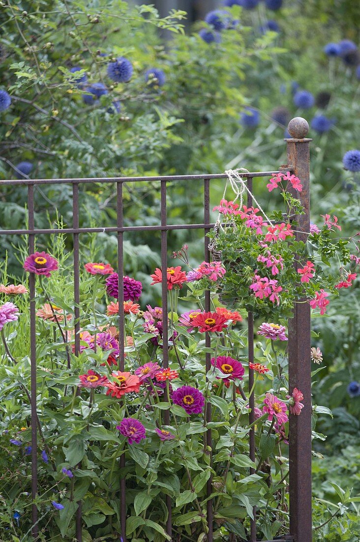 Beet mit Zinnia (Zinnien), kleiner Korb mit Pelargonium peltatum