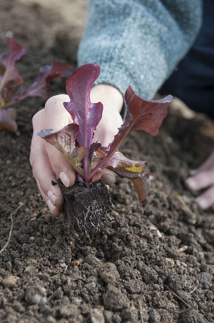 Huegelbeet im Gemüsegarten anlegen