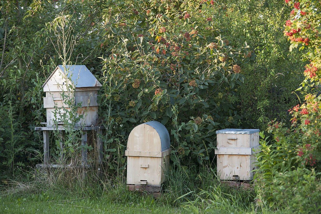 Home-built beehives are protected by a hobby beekeeper