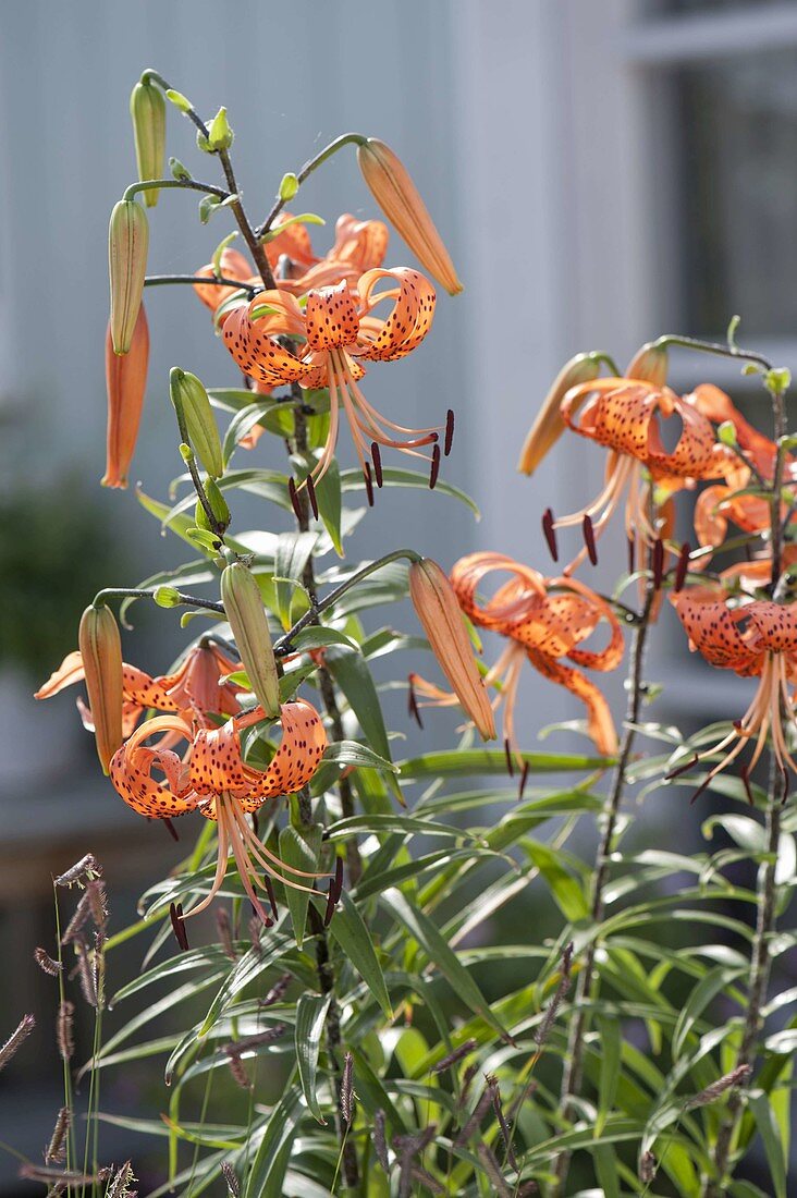 Lilium lancifolium var. Splendens (Tiger Lily)