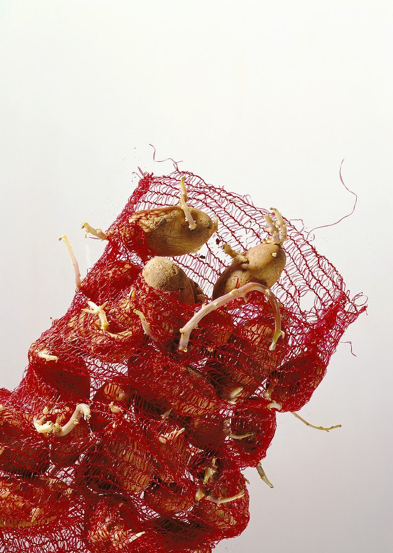 Ein Netz alte Kartoffeln mit Keimen