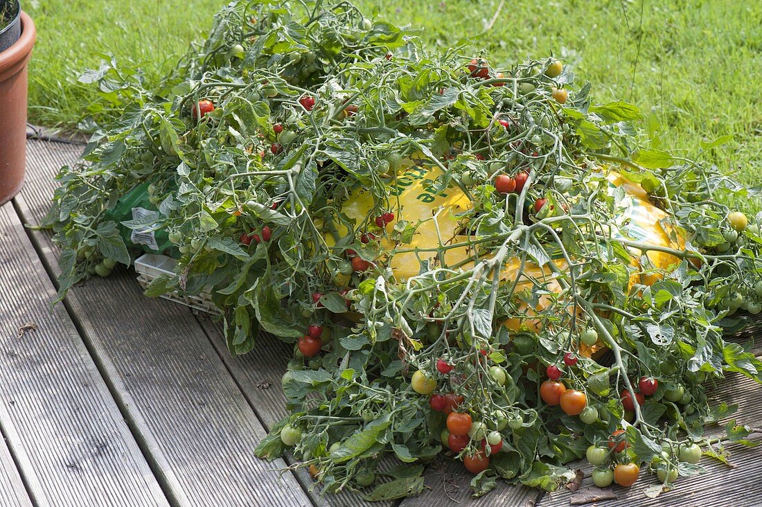 Tomato 'Tumbler' planted directly in sack with potting soil