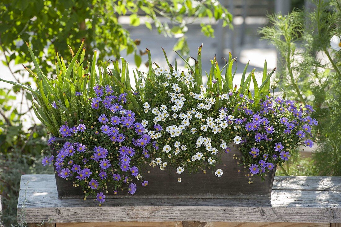 Blechkasten mit Aloe vera und Brachyscome multifida 'Mauve Delight' 'Alba'