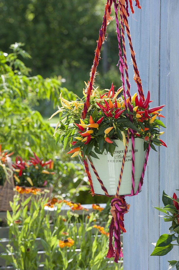 Makramee Ampel aus bunten Bändern mit Naschzipfel (Capsicum annuum)