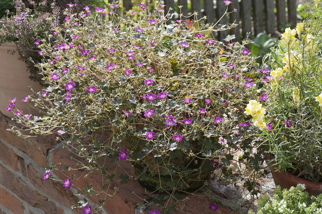 Geranium 'Orkney Cherry' cranesbill