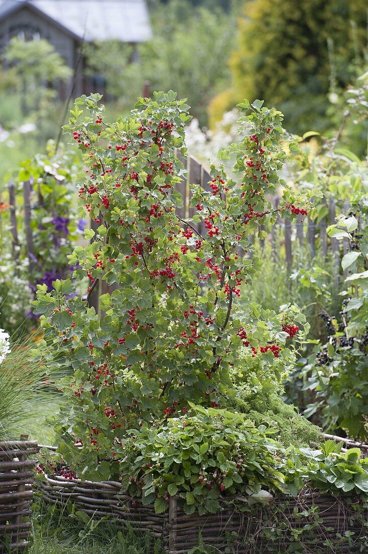 Johannisbeeren in Beet mit Einfassung aus Haselruten