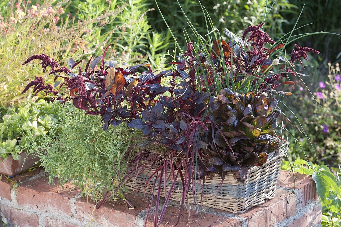 Basket with herbs and salad