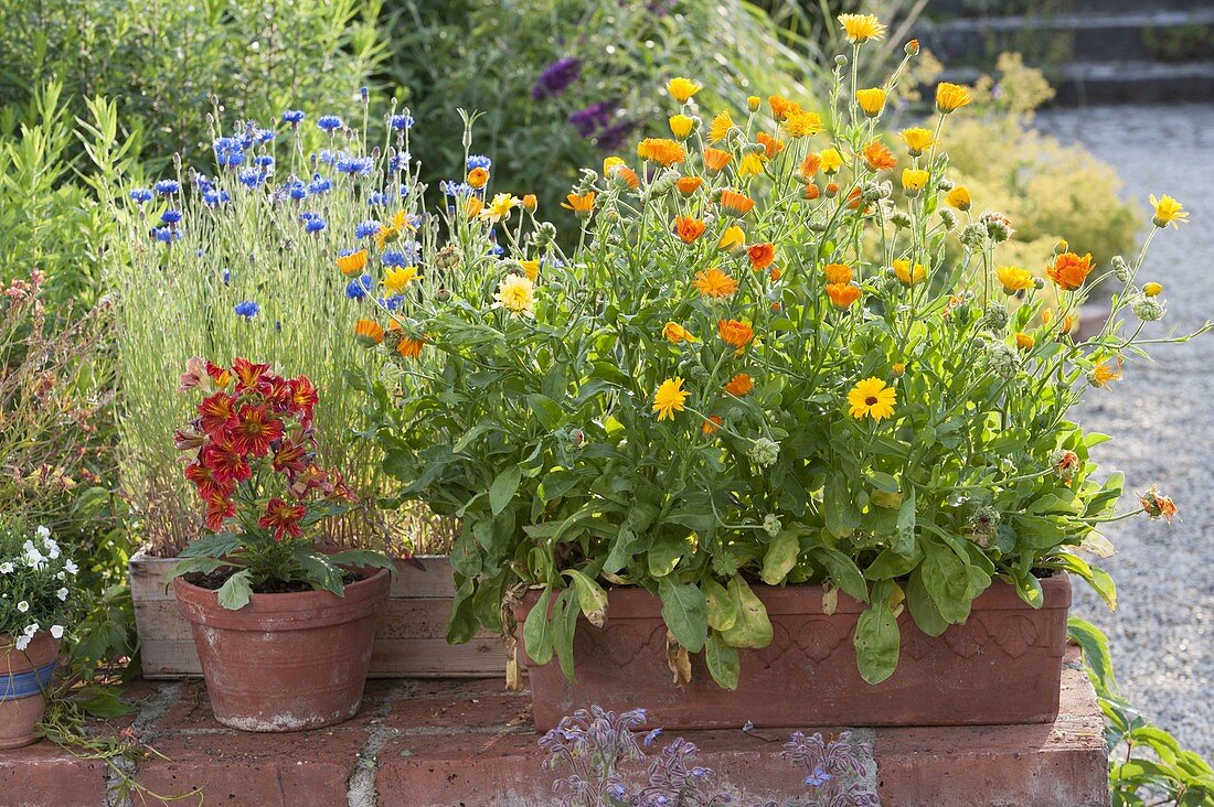 Calendula officinalis (Ringelblumen) im Terracotta - Kasten