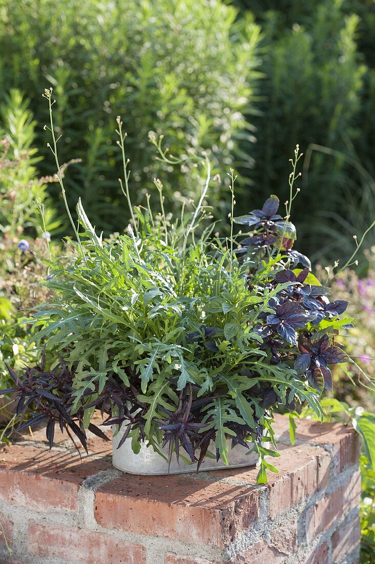 Herb box with arugula (Eruca), basil (Ocimum basilicum)