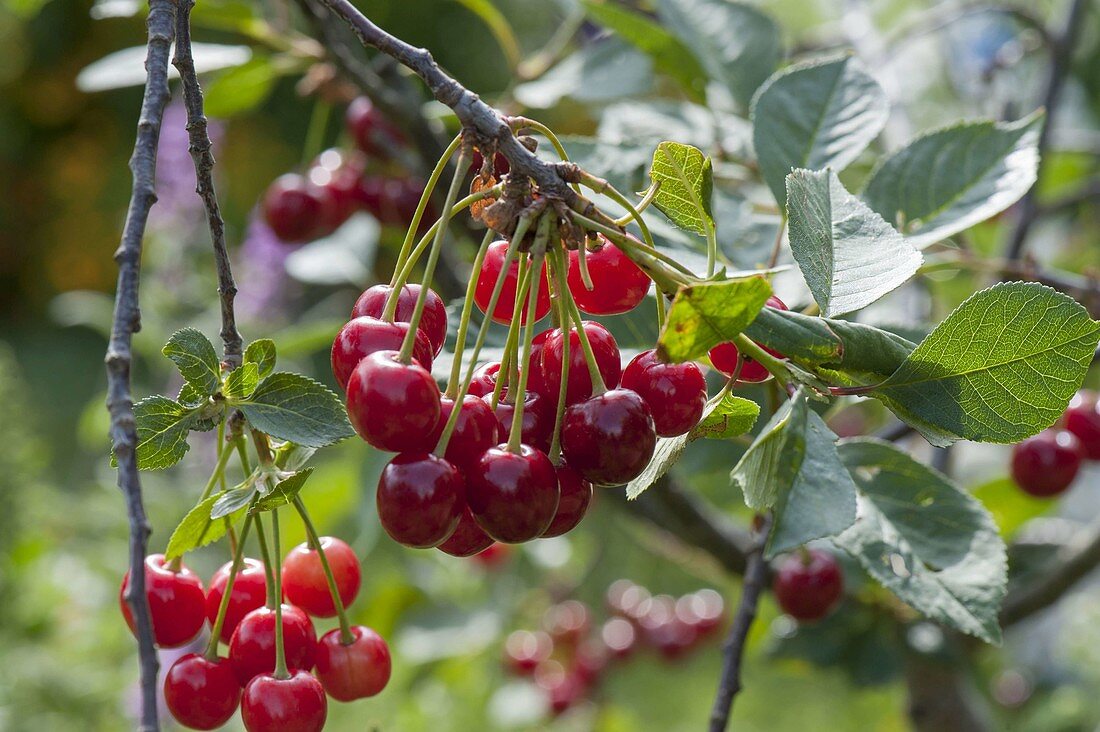 Sour cherry (morello) on branch