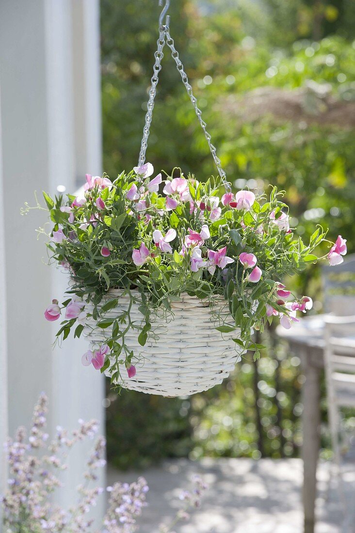 Hanging flower basket with Lathyrus 'Cupid Pink' (dwarf vetch)