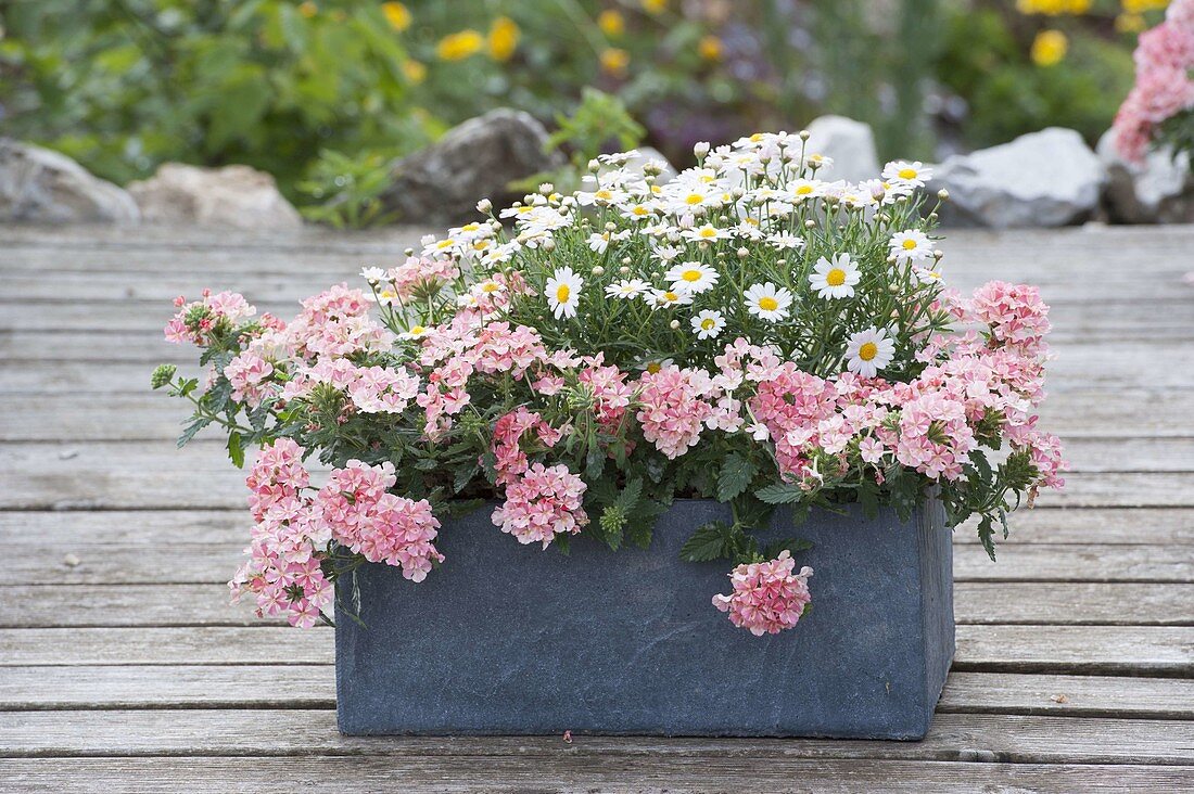 Gray box with Argyranthemum frutescens and Verbena