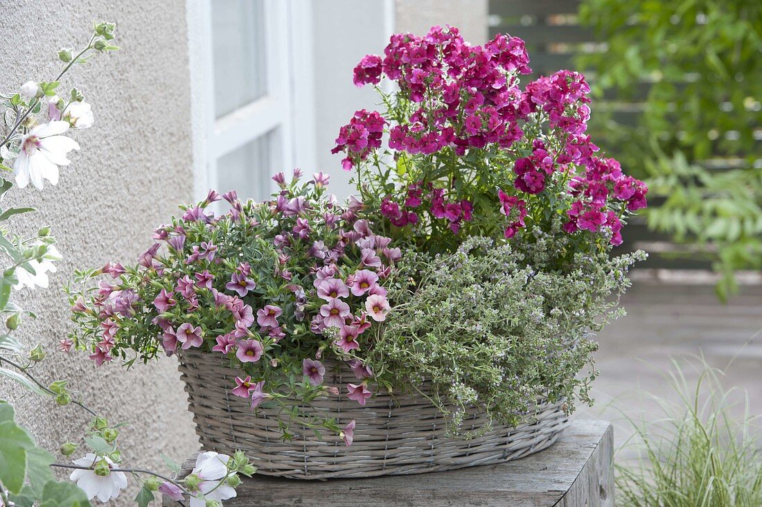 Calibrachoa Celebration 'Magnolia', Nemesis Sunsatia