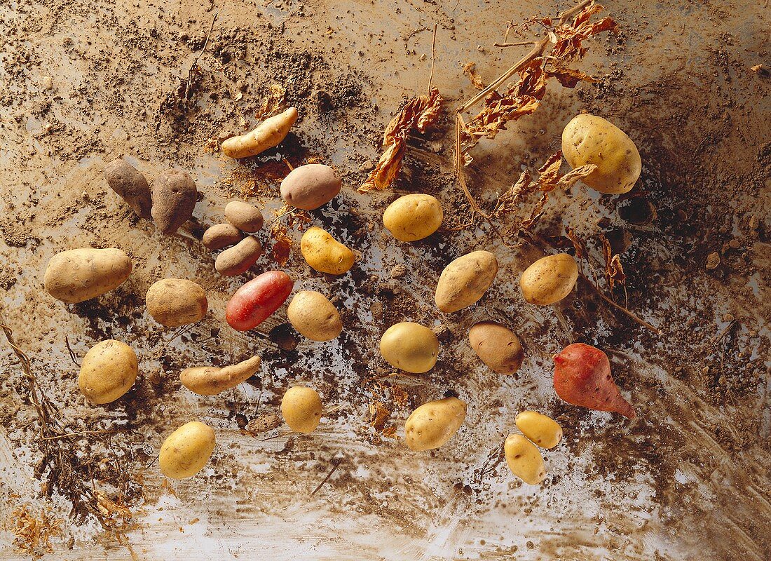 Still Life of Assorted Potatoes; Dirt