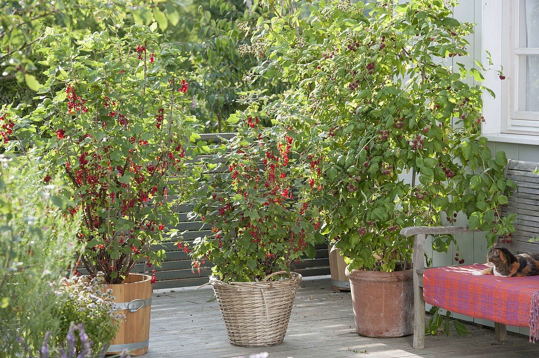 Balcony with red currants