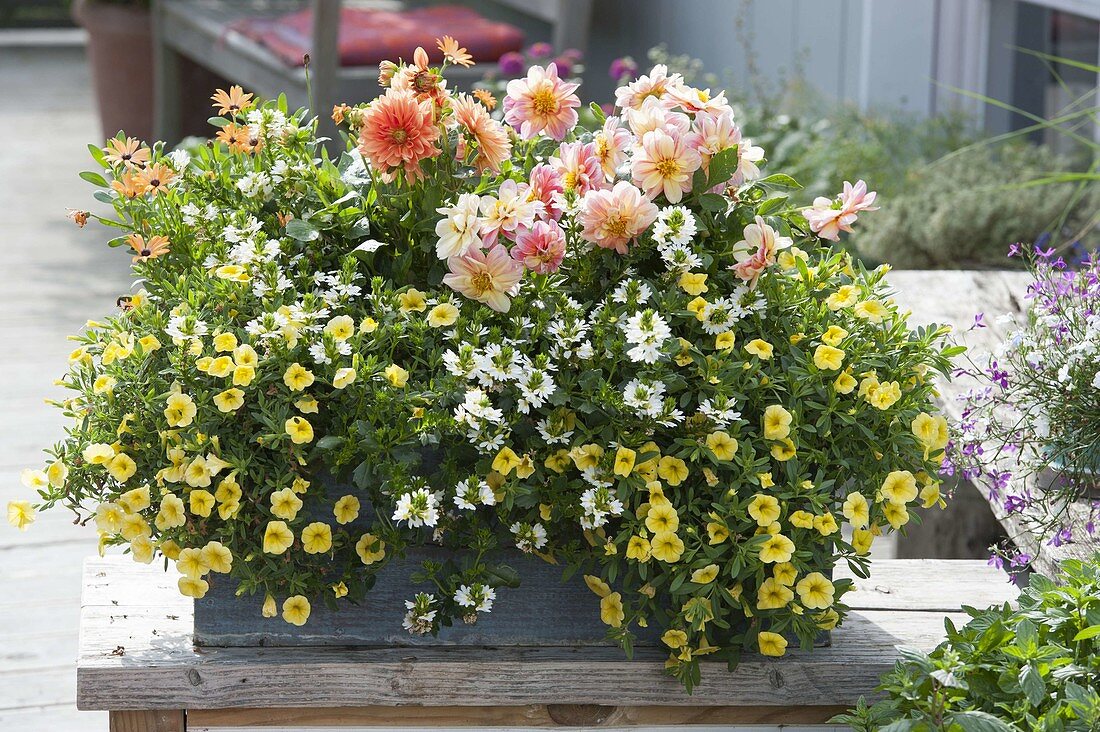 Box with Dahlia Dreamy 'Fantasy', Dalina 'Maxi Emilio' (dahlias)