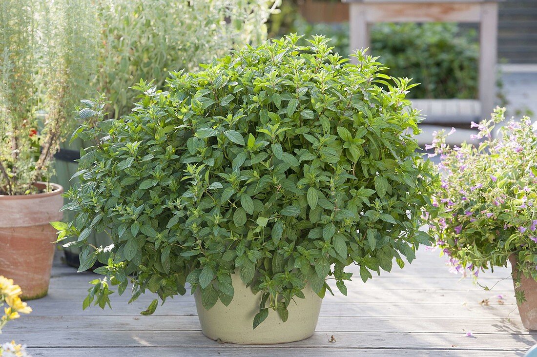 Peppermint (bergamot mint) in the pot