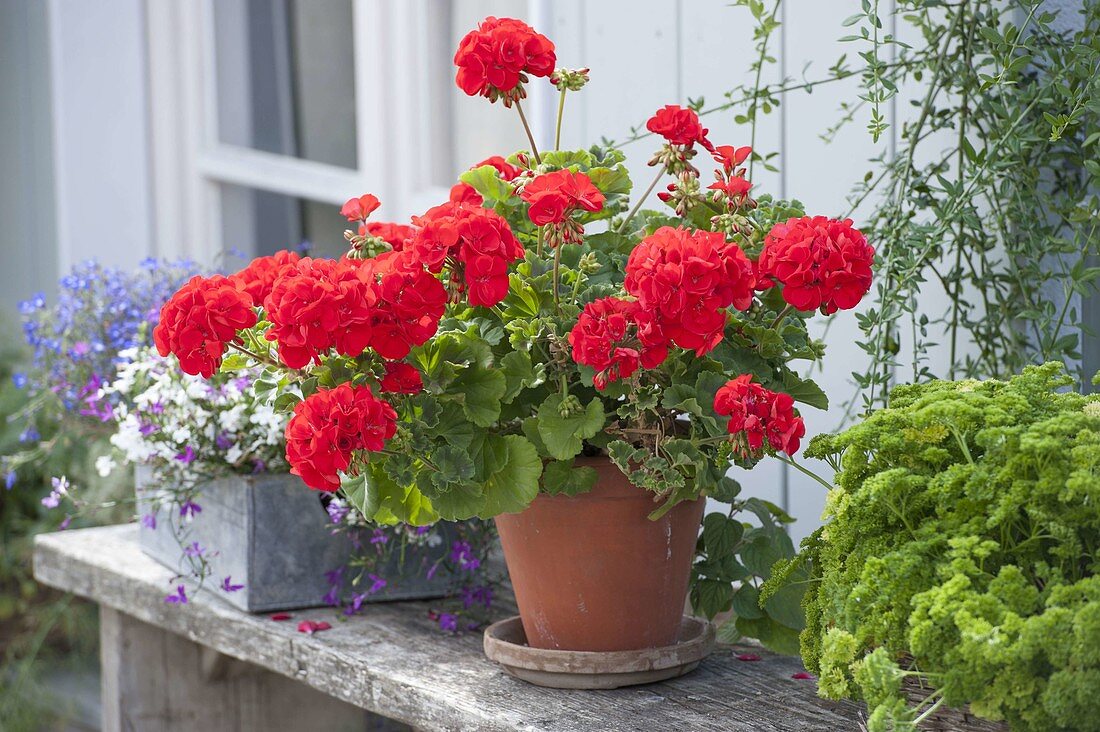 Pelargonium zonal 'Antony' (Standing Geranium) in clay pot