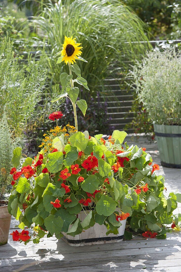 Tropaeolum 'Tip Top Scarlet' and Helianthus annuus