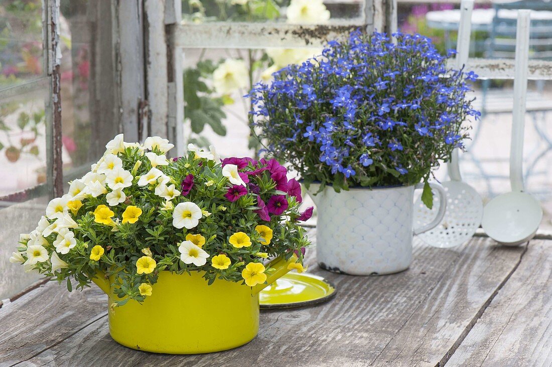 Calibrachoa Celebration 'Zanzibar' (Magic Bells) Mix