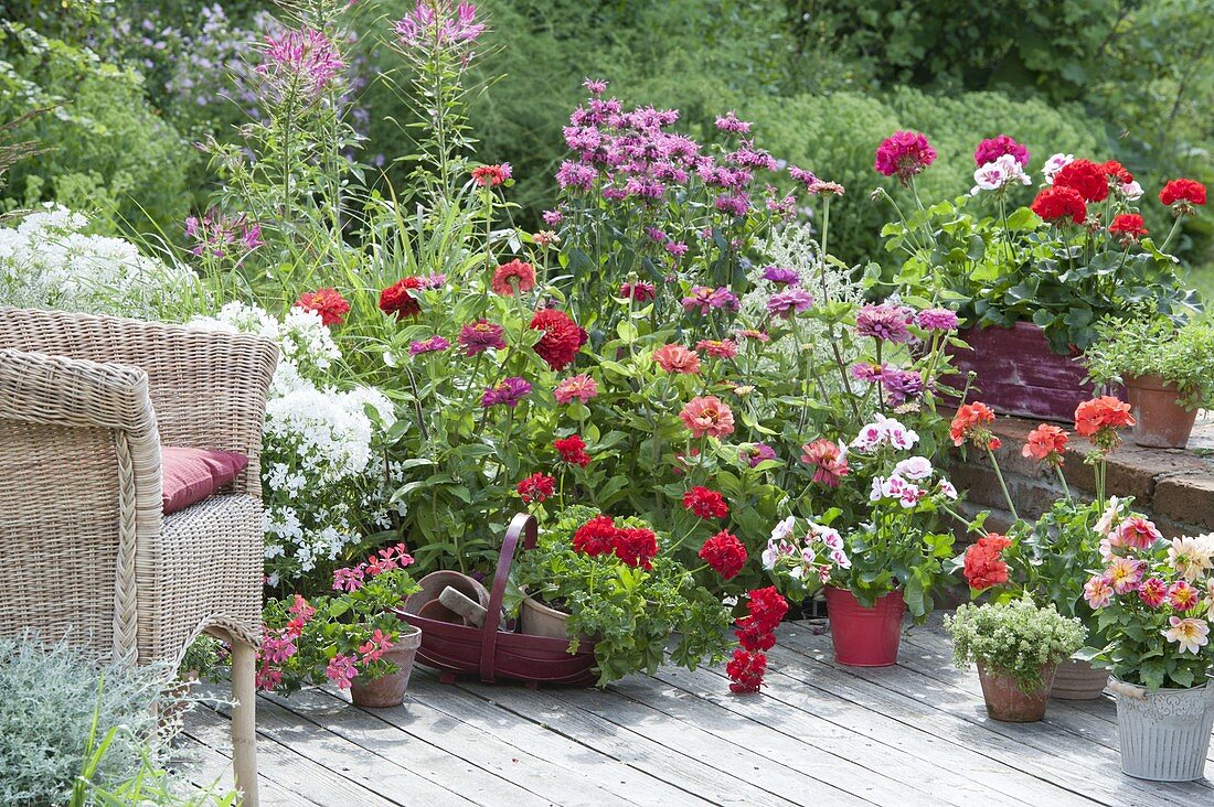 Terrace with Zinnia (zinnia), Monarda (bergamot), Cleome