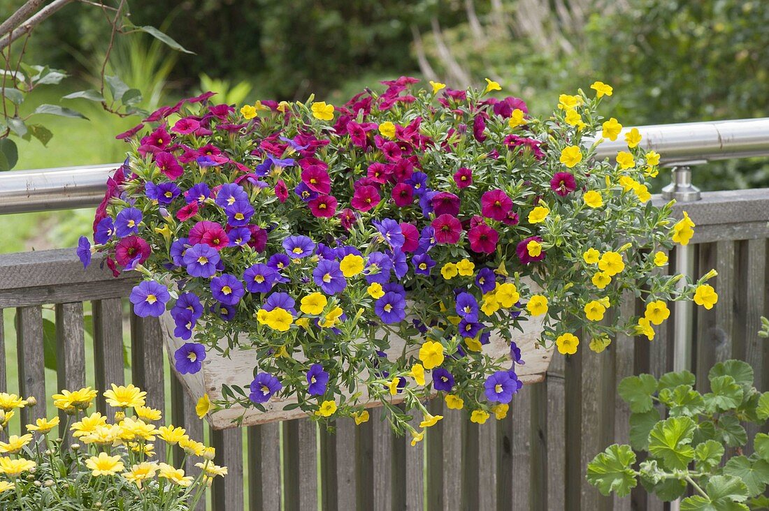 Balcony box with Calibrachoa Celebration 'Carnival'